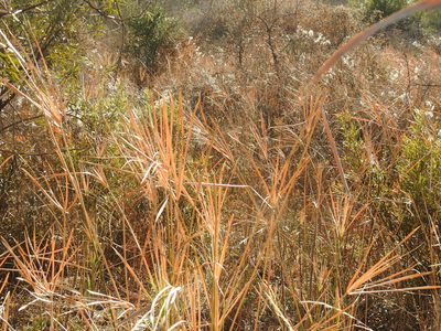 Cyperus sexangularis, photographed by Matthew Fainman