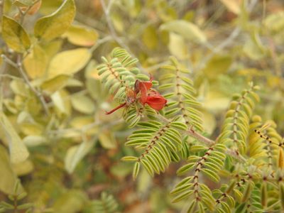 Indigofera comosa, photographed by Matthew Fainman