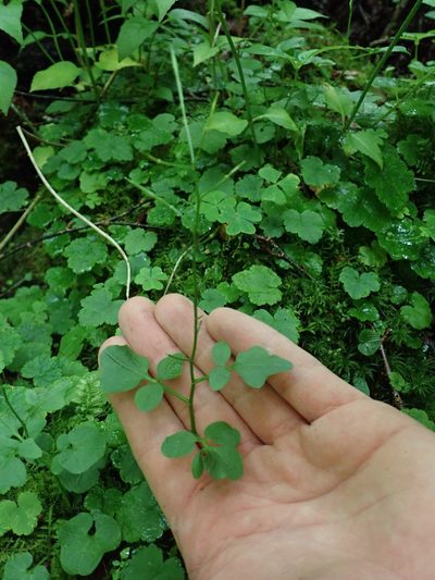 Cardamine clematitis, photographed by Evan M. Raskin