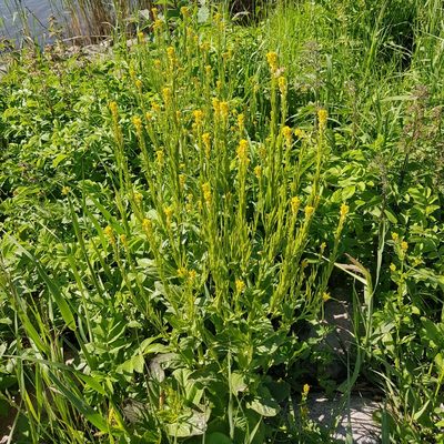 Barbarea stricta, photographed by Ilkka Tuunainen