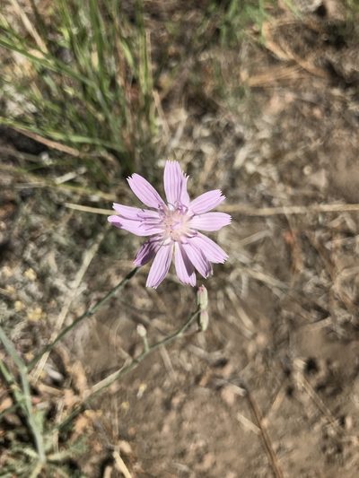 Stephanomeria thurberi, photographed by brettaugust