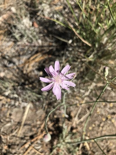 Stephanomeria thurberi, photographed by brettaugust