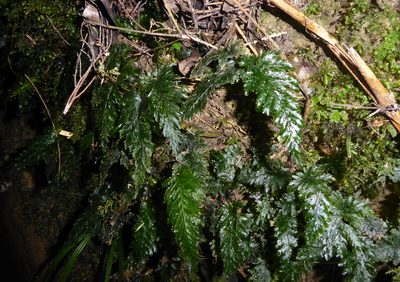 Abrodictyum elongatum, photographed by Peter de Lange