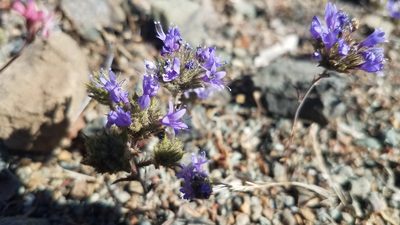 Navarretia heterodoxa, photographed by Peter Brastow