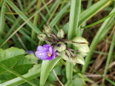 Tradescantia bracteata, photographed by Jeff D Hansen