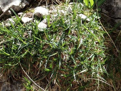 Carex firma, photographed by Christian Berg