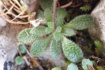 Arabis stellulata, photographed by Christian Berg