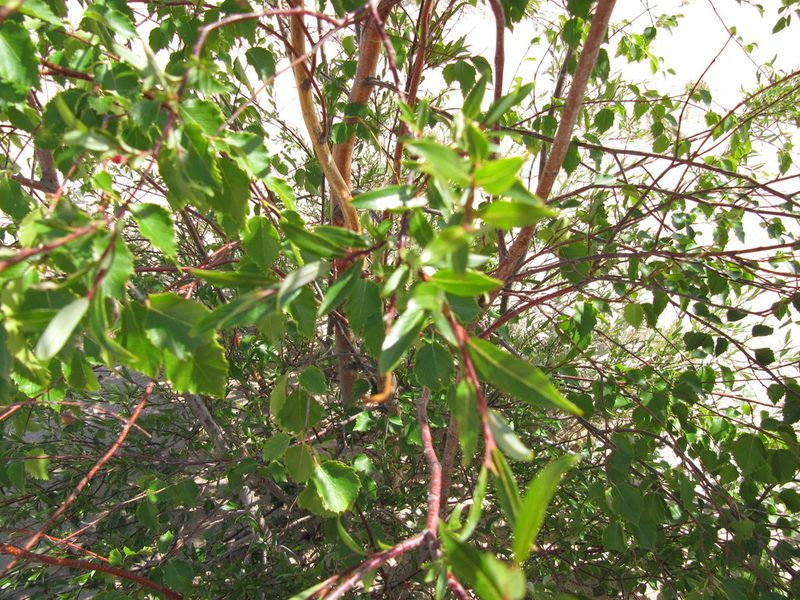 Salix tyrrellii, photographed by Eric Lamb
