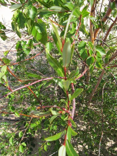 Salix tyrrellii, photographed by Eric Lamb