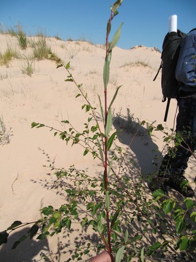 Salix tyrrellii, photographed by Eric Lamb