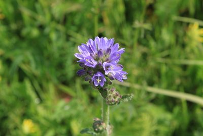 Campanula cervicaria, photographed by Нурхайдарова Татьяна