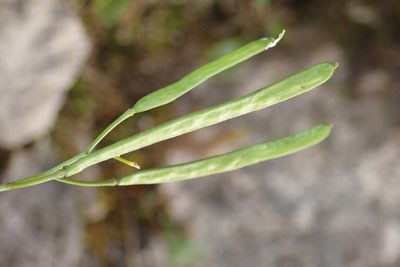Arabis stellulata, photographed by Christian Berg