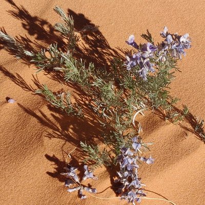 Sophora stenophylla, photographed by Rusty