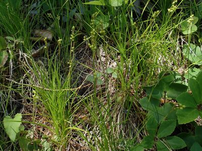 Carex alba, photographed by Christian Berg