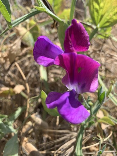 Lathyrus odoratus, photographed by Eric Alan Isaacson