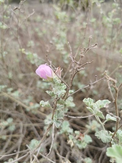 Sphaeralcea obtusiloba, photographed by Aira Francisca Faúndez Fallau
