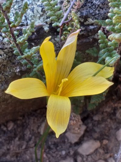 Romulea austinii, photographed by kevin koen