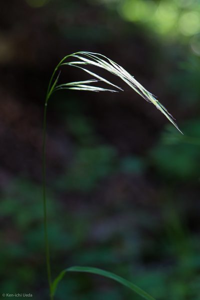 Bromus laevipes, photographed by Ken-ichi Ueda