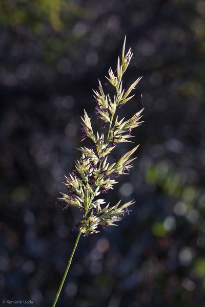 Calamagrostis ophitidis, photographed by Ken-ichi Ueda