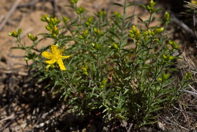 Hypericum concinnum, photographed by Ken-ichi Ueda