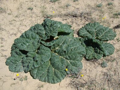 Rheum turkestanicum, photographed by Юрий Данилевский (Yuriy Danilevsky)