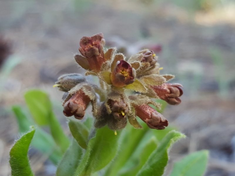 Andersonglossum occidentale, photographed by Alex Abair