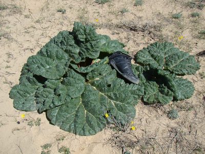 Rheum turkestanicum, photographed by Юрий Данилевский (Yuriy Danilevsky)