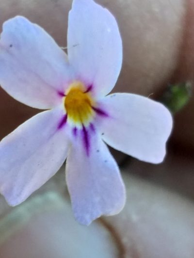 Jamesbrittenia tortuosa, photographed by kevin koen