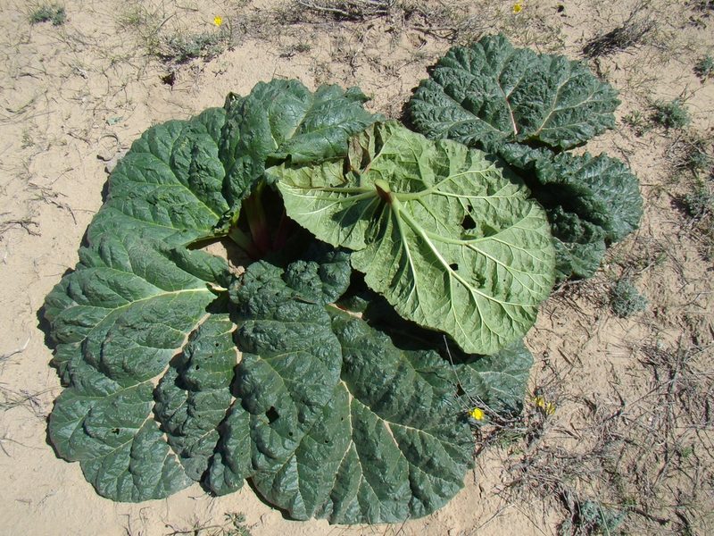 Rheum turkestanicum, photographed by Юрий Данилевский (Yuriy Danilevsky)