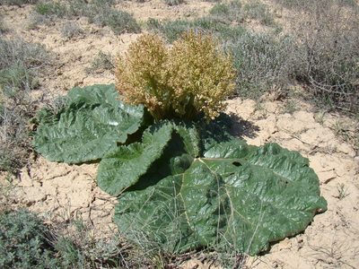 Rheum turkestanicum, photographed by Юрий Данилевский (Yuriy Danilevsky)