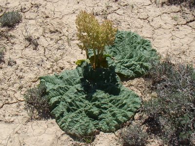 Rheum turkestanicum, photographed by Юрий Данилевский (Yuriy Danilevsky)