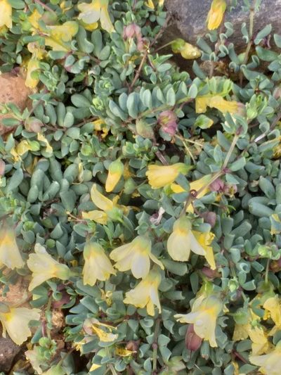 Roepera debilis, photographed by kevin koen