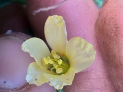 Roepera debilis, photographed by kevin koen