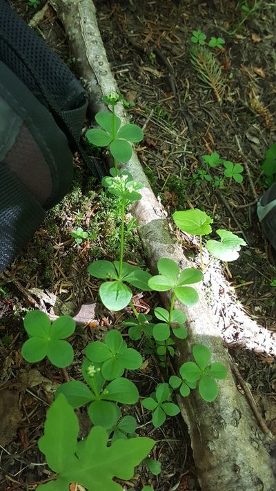 Galium kamtschaticum, photographed by naturalist charlie