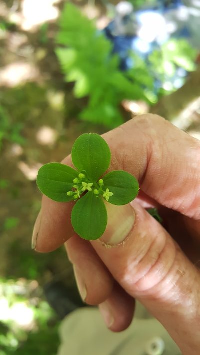 Galium kamtschaticum, photographed by naturalist charlie
