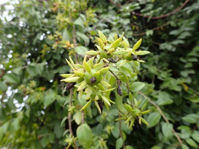 Pereskia aculeata, photographed by Mahomed Desai