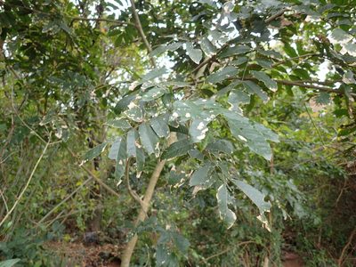 Millettia grandis, photographed by Mahomed Desai