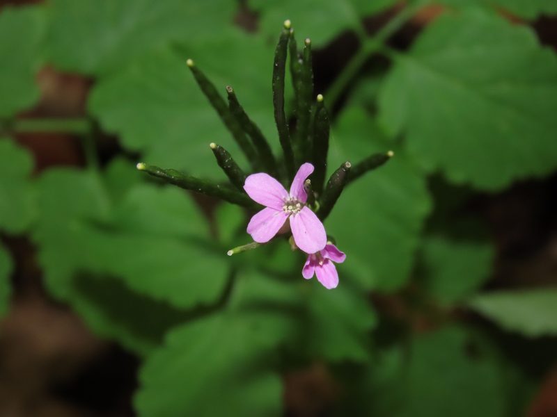 Cardamine chelidonia, photographed by Emanuele Santarelli