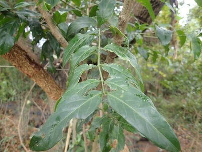Kraussia floribunda, photographed by Mahomed Desai
