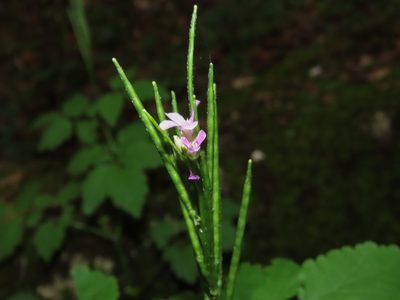Cardamine chelidonia, photographed by Emanuele Santarelli