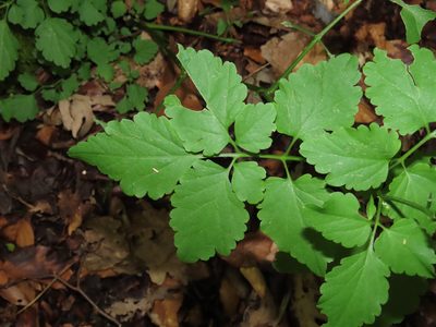 Cardamine chelidonia, photographed by Emanuele Santarelli