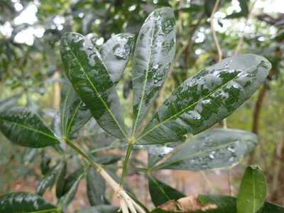 Vepris trichocarpa, photographed by Mahomed Desai