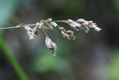 Anthoxanthum nitens, photographed by Maxim Shashkov