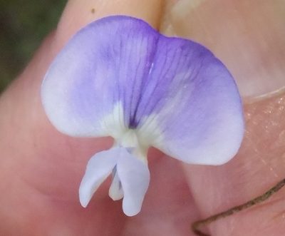 Psoralea montana, photographed by Nicola van Berkel