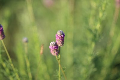 Dalea compacta, photographed by Rich Sommer