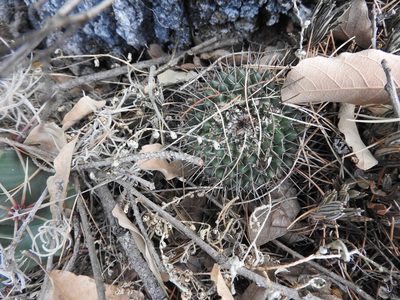 Mammillaria gigantea, photographed by Oscar Alejandro Morales Juárez
