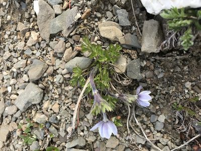 Anemone lithophila, photographed by Caleb Catto
