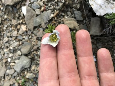 Anemone lithophila, photographed by Caleb Catto