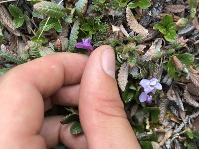 Oxytropis podocarpa, photographed by Caleb Catto