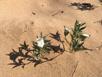 Euploca convolvulacea, photographed by Cecelia Alexander